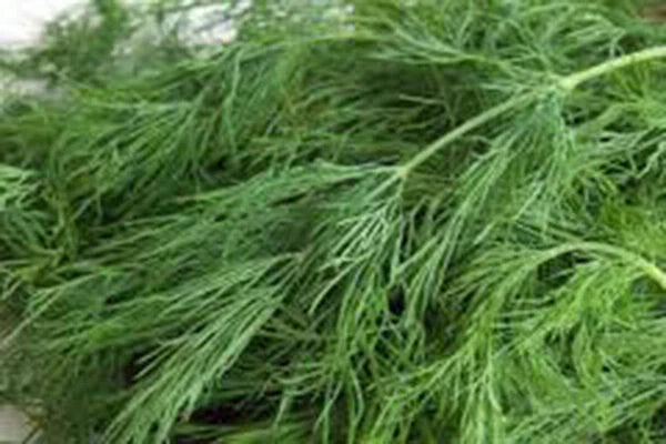 Dill Seed - 50+ Heirloom Non-GMO Seeds - Bouquet Variety - Fresh or Dried Herb