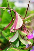Lot of Live Asian Vegetable Plants - Bottle Gourd, Wax Gourd, Hyacinth Bean - Perfect for Home Gardening