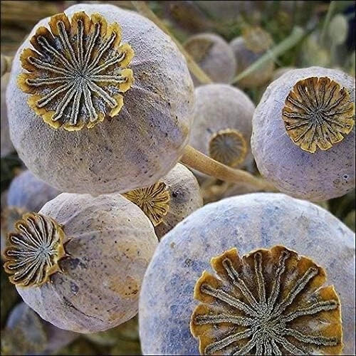 Exotic Poppy Seeds for Planting - Giant Variety, Easy to Grow, Papaver somniferum