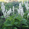 Clary Sage Seeds 200 Non-GMO White Swan Salvia for Birds Butterflies Pollinators