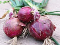 Fresh Red Burgundy Onion Seeds - 25 Pack - Allium cepa - Non-GMO, Heirloom, Free USA Shipping