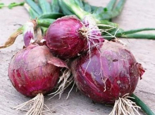 Fresh Red Burgundy Onion Seeds - 25 Pack - Allium cepa - Non-GMO, Heirloom, Free USA Shipping