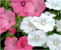 Rose Mallow Seeds Mixed - 30 Pack, Pink and White Flowers, Tree Mallow, Fresh Seeds for Garden Planting