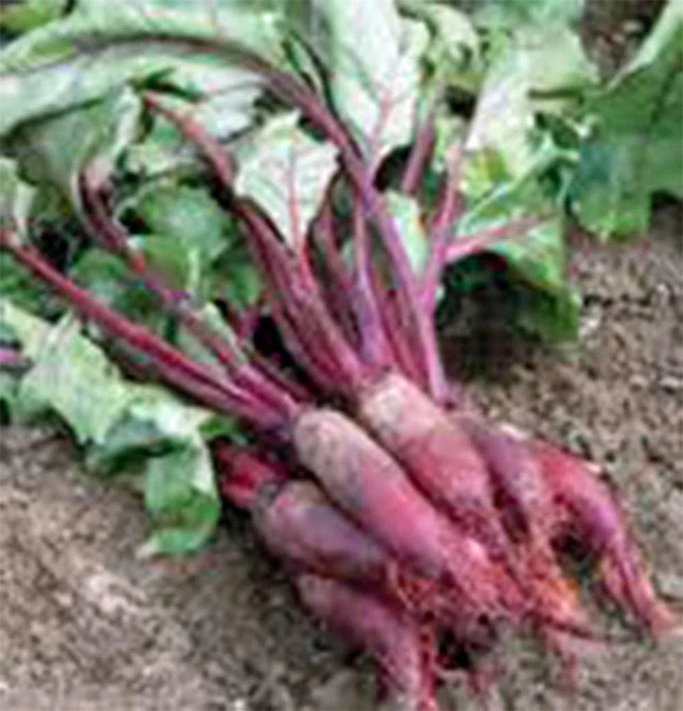 Beet Seeds - Cylindra - Non-GMO Heirloom - 100 Seeds - Beta vulgaris