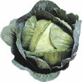 Cabbage Seeds - 2000+ Early Jersey Wakefield - Heirloom - NON GMO - Fresh