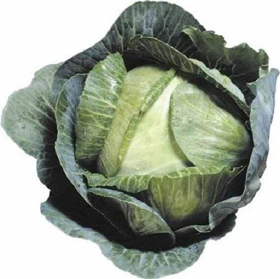 Cabbage Seeds - 2000+ Early Jersey Wakefield - Heirloom - NON GMO - Fresh