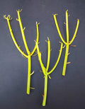 Euphorbia Tirucalli Pencil Cactus Plant Cuttings - Fire Stick Flame Cuttings - Succulent Plant for Indoor Gardening