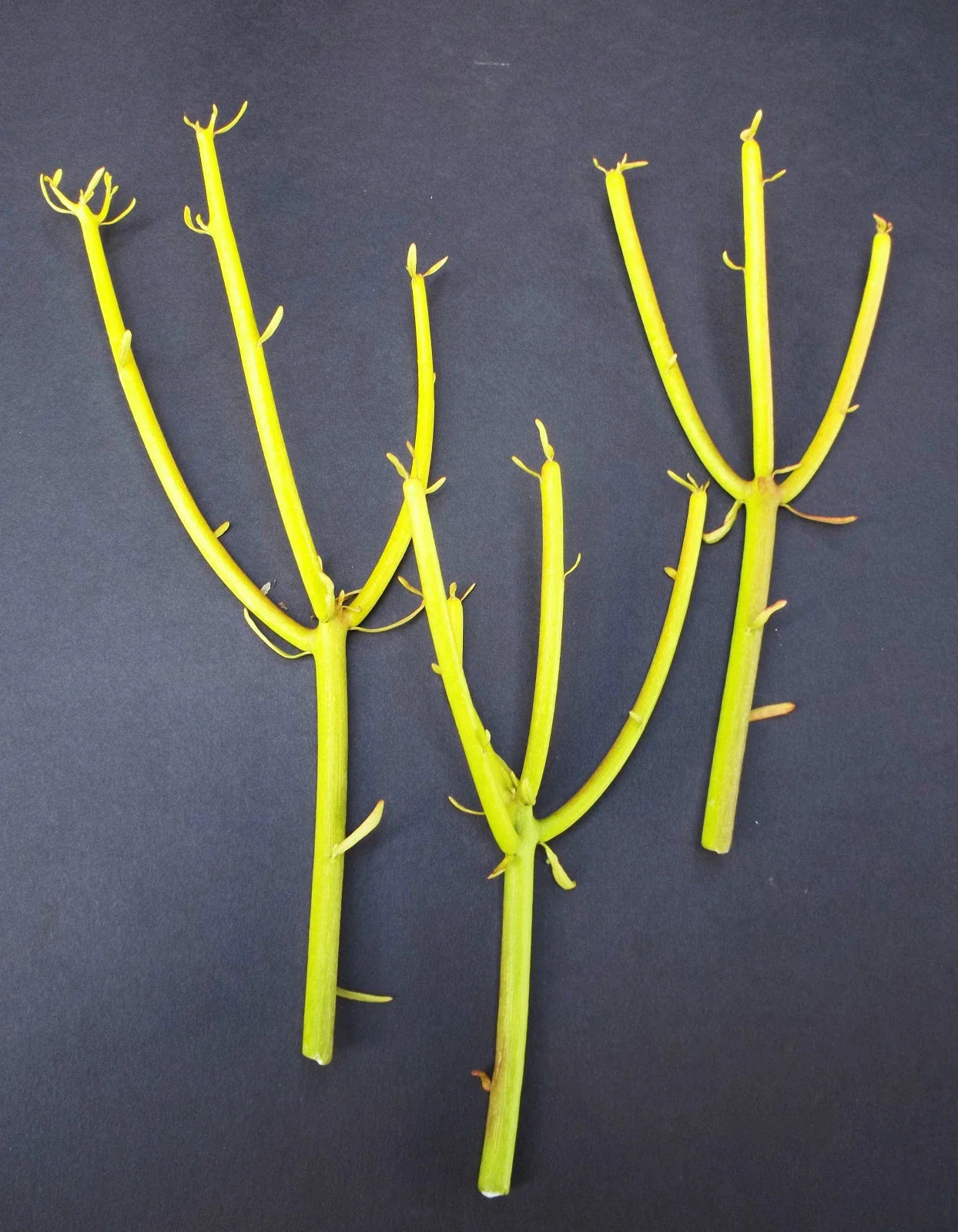 Euphorbia Tirucalli Pencil Cactus Plant Cuttings - Fire Stick Flame Cuttings - Succulent Plant for Indoor Gardening