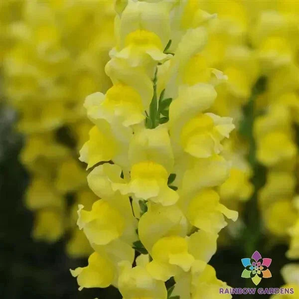 Potomac Yellow Snapdragon Seeds - 1000+ Count - Garden Planting - Antirrhinum majus - USA - Free Shipping