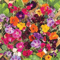 Colorful Mixed Climbing Vine Seeds - 200+ Seeds Mix Morning Glory & Nasturtium - Ideal for Trellises & Gardens