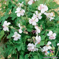 Harz Geranium Seeds - 25+ Pack for Garden Planting - Pelargonium x hortorum - USA
