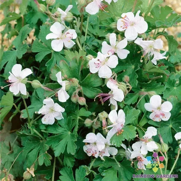 Harz Geranium Seeds - 25+ Pack for Garden Planting - Pelargonium x hortorum - USA