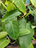 Philodendron Cutting 7-10 Inches Green Emerald Philodendron (Philodendron 'Emerald') Fresh Plant Propagation