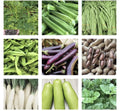 20 Pack Vegetable Seeds for Planting - Asian Vegetable Seed Variety - Non-GMO, Heirloom Seeds for Home Garden