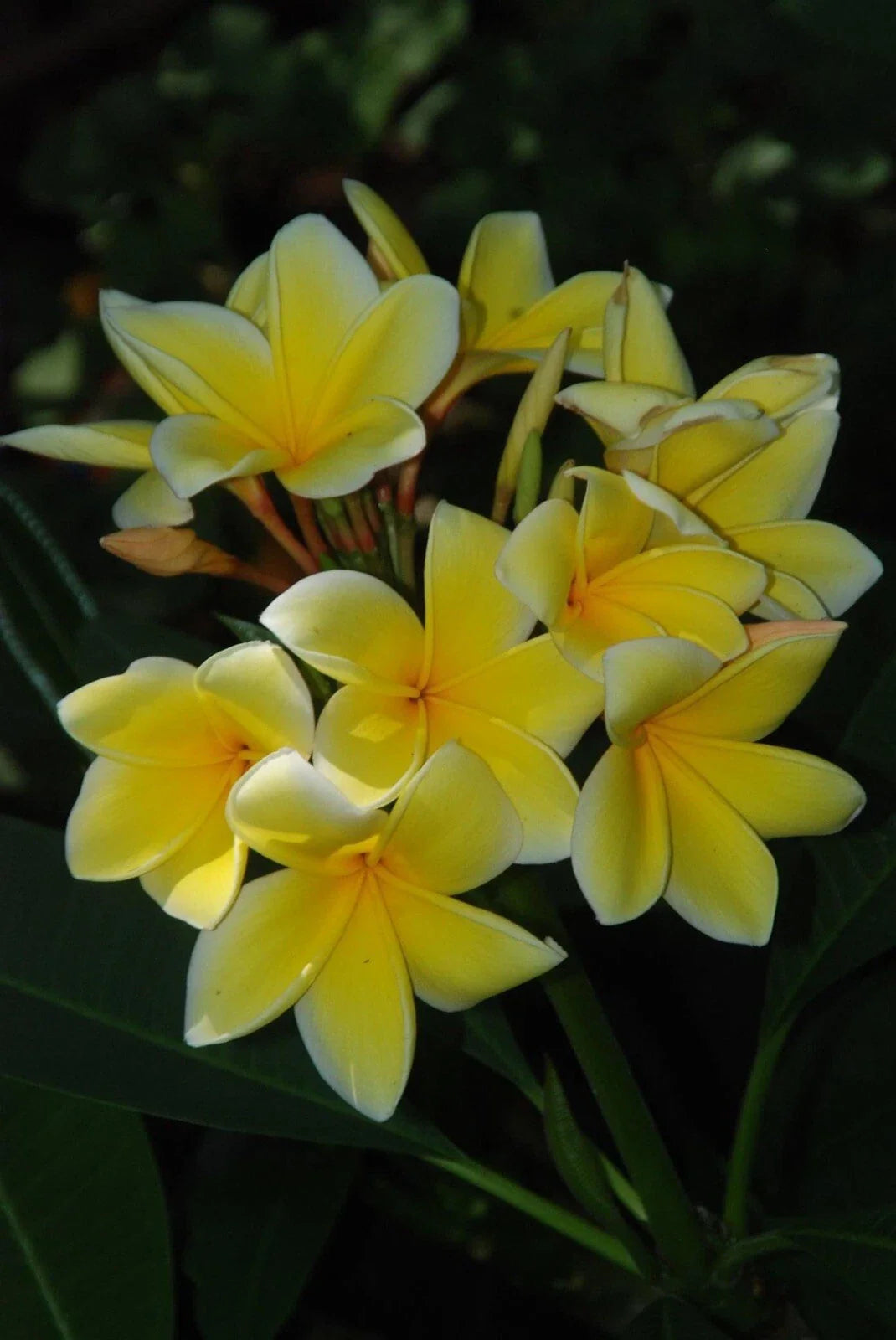 Rooted Plumeria Cutting 12-15" - Florida Grown Tropical Flowering Plant - Frangipani