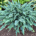 Hosta Wild Imagination Plant - 5.25" Pot - Colorful Perennial for Shade - Unusual Variegated Foliage