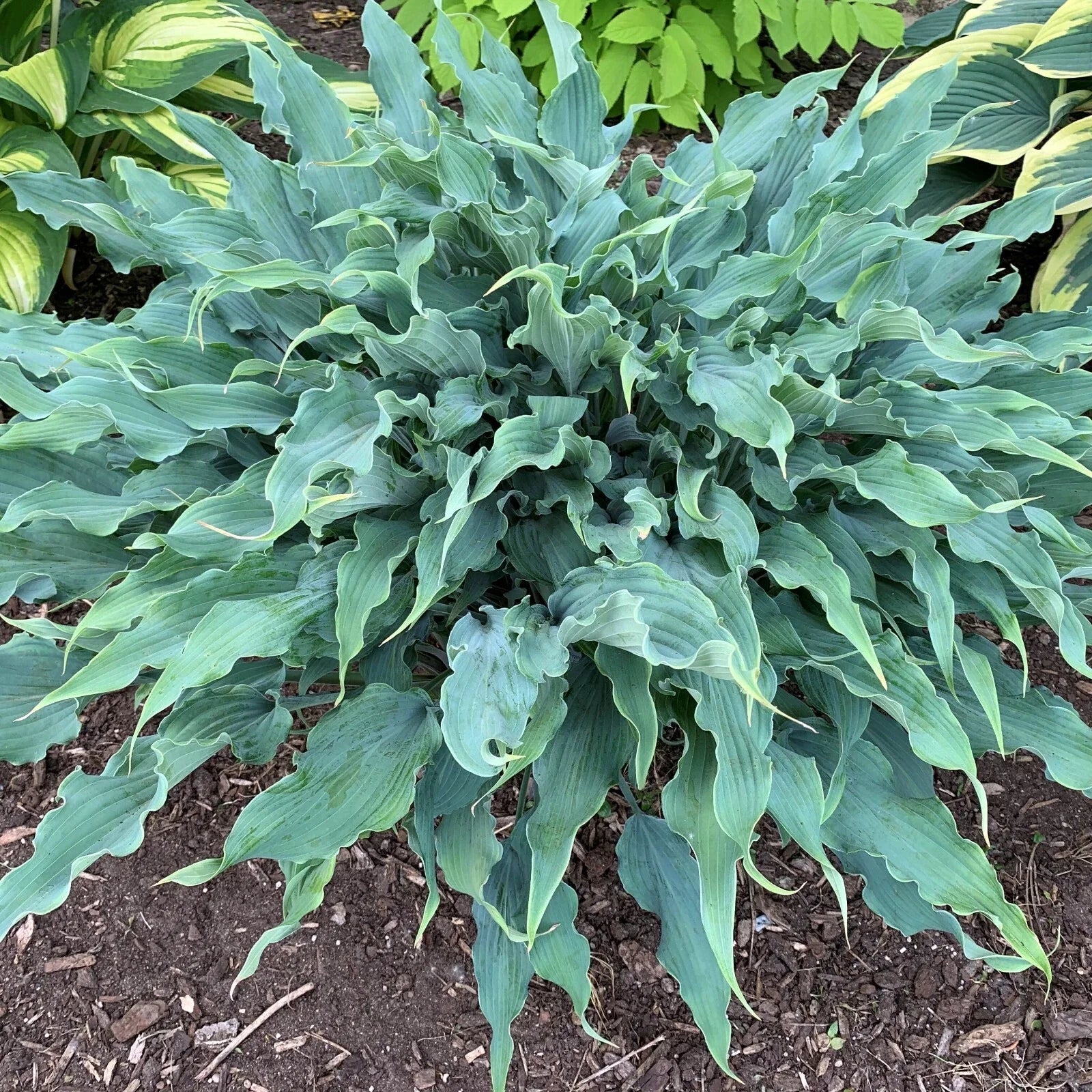 Hosta Wild Imagination Plant - 5.25" Pot - Colorful Perennial for Shade - Unusual Variegated Foliage