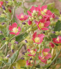Desert Globemallow Flower Seeds - Sphaeralcea ambigua - Drought-Resistant, Colorful Wildflower Seeds for Gardens and Landscapes