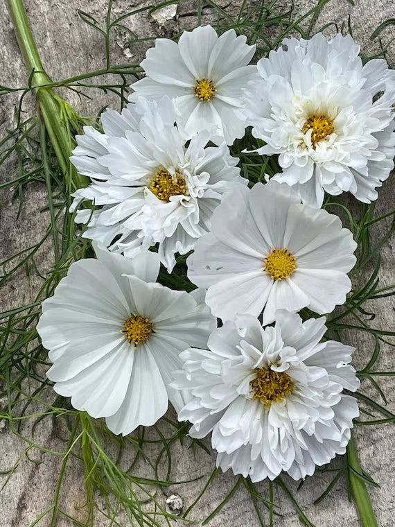 White Mix Cosmos Seeds - 200+ Count - Garden Planting - Cosmos bipinnatus - USA