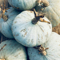 Sweet Meat Winter Squash Seeds | Blue Kuri Kabocha | Jarrahdale Kabocha | 2025