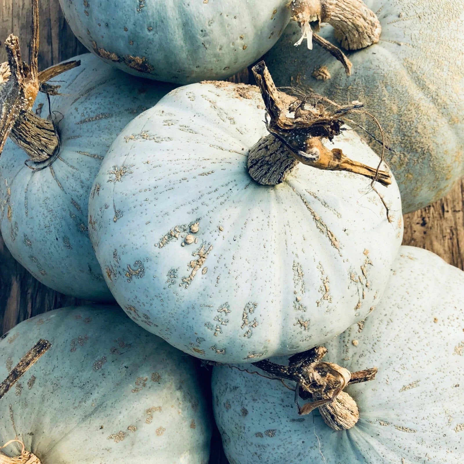 Sweet Meat Winter Squash Seeds | Blue Kuri Kabocha | Jarrahdale Kabocha | 2025