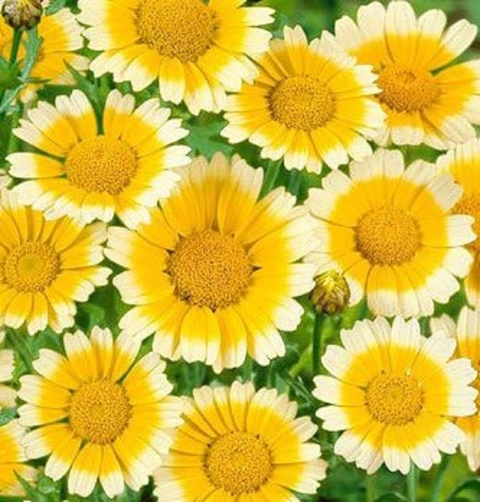 Garland Daisy Seeds 200 Seeds - Bright Yellow Flowers - Bellis perennis