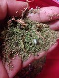 Organic Epazote Seeds 1 Gram - Chenopodium Paico - Over 5,000 Seeds - Culinary Herb for Cooking and Medicinal Use