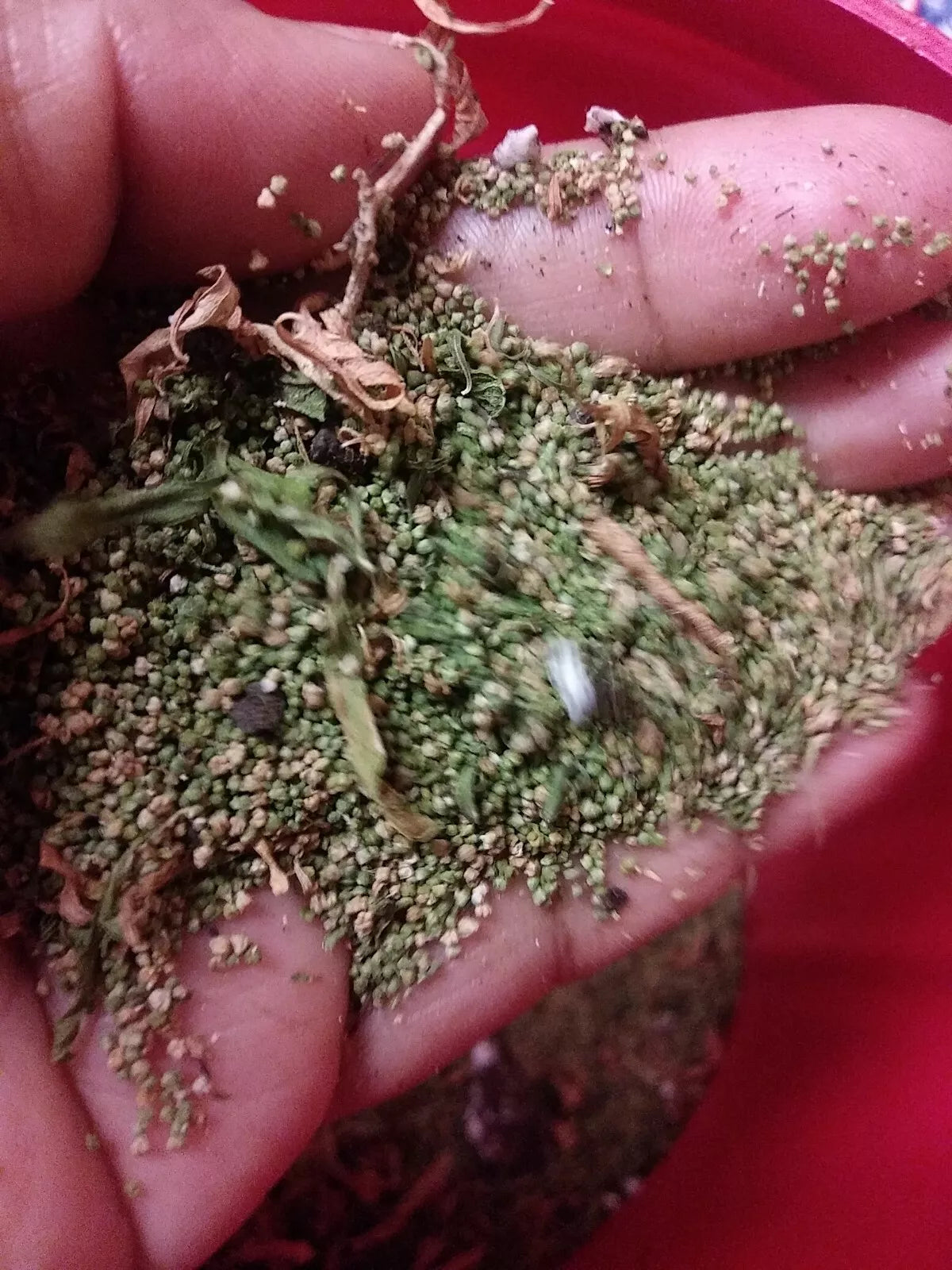 Organic Epazote Seeds 1 Gram - Chenopodium Paico - Over 5,000 Seeds - Culinary Herb for Cooking and Medicinal Use