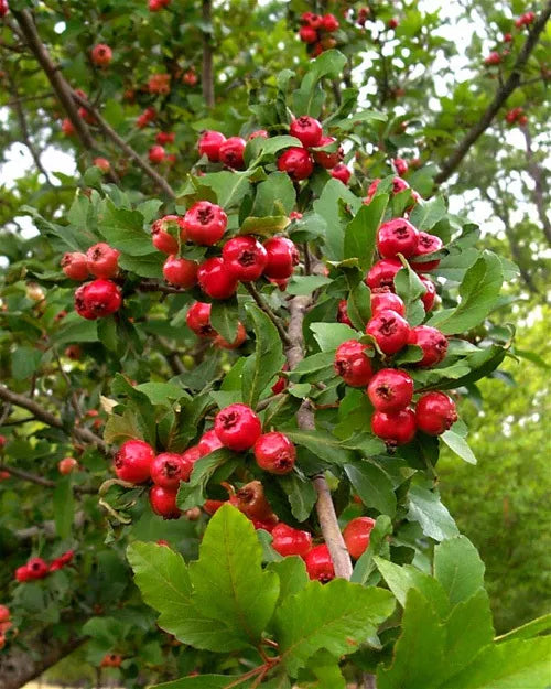 Live Heirloom Mayhaw Fruit Tree Plug Seedling - May Haw Apple Hawthorn Tree (Crataegus opaca)