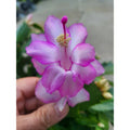 Cuttings 5x Pandora Schlumbergera Truncata Jungle Holiday Cactus Zygocactus - Succulent Plant Propagation