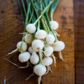 Crystal White Wax Pearl Onion Seeds - 150 to 2000 Seeds - Ideal for Pickling & Cocktails - High Yield Variety