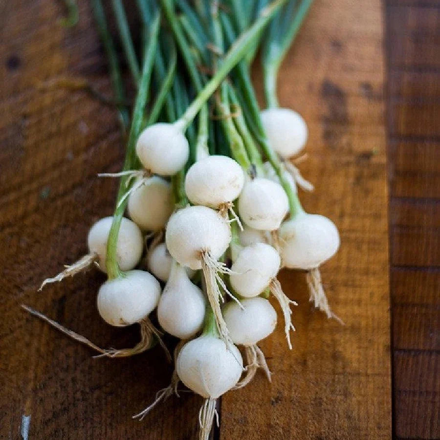 Crystal White Wax Pearl Onion Seeds - 150 to 2000 Seeds - Ideal for Pickling & Cocktails - High Yield Variety