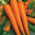 Premium Organic Heirloom Carrot Seeds - Imperator 58 Variety - Sweet & Tender, Non-GMO, Fresh Seeds for Home Gardening