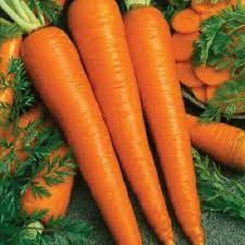 Premium Organic Heirloom Carrot Seeds - Imperator 58 Variety - Sweet & Tender, Non-GMO, Fresh Seeds for Home Gardening