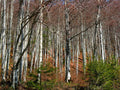 Silver Birch Seeds - Fast Growing Betula pendula - 100+ High-Quality Seeds for Planting, Free Shipping