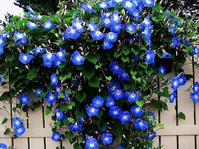 Morning Glory Climbing Vine Seeds | Blue Flowering Variety | Ipomoea tricolor | Easy to Grow for Gardens and Trellises