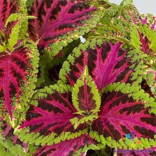 Coleus Seeds - 25+ Superfine Rainbow Color Pride - Coleus blumei - Garden Planting, USA
