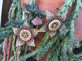 Orbea Variegata "Starfish" Succulent Cuttings 3"-4" - Unique Variegated Succulent Plant for Home Decor