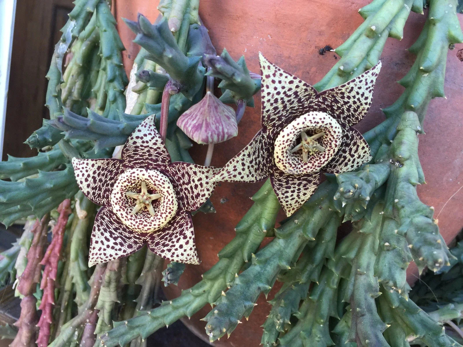 Orbea Variegata "Starfish" Succulent Cuttings 3"-4" - Unique Variegated Succulent Plant for Home Decor
