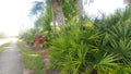 Florida Sabal Palmetto Palm Tree 12"-18" Live Plant, 2 Years Old, Rooted Garden Palm, Sabal palmetto
