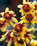 Wintersweet Seeds - 10 Pack - Chimonanthus praecox - Fragrant Flowering Plant for Gardens