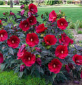 Midnight Marvel Hardy Hibiscus Starter Plant - Small Rooted - Hibiscus moscheuto - Perfect for Gardens and Containers