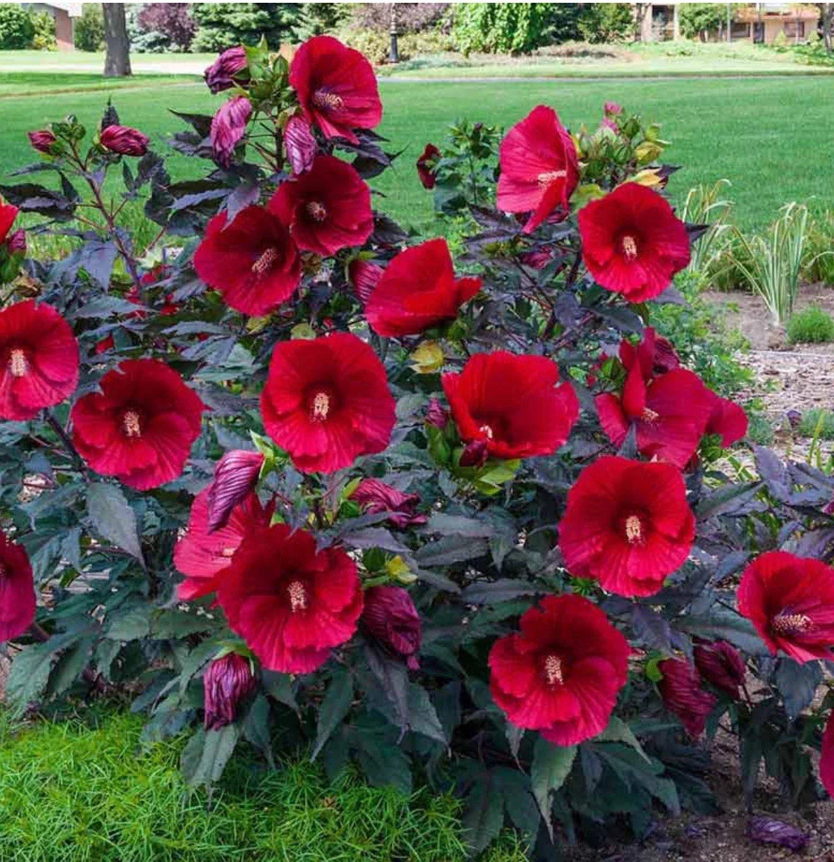 Midnight Marvel Hardy Hibiscus Starter Plant - Small Rooted - Hibiscus moscheuto - Perfect for Gardens and Containers