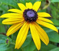 Black Eyed Susan Seeds - 500+ Colorful Flower Seeds - Rudbeckia hirta