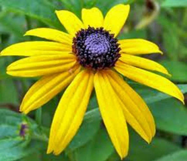Black Eyed Susan Seeds - 500+ Colorful Flower Seeds - Rudbeckia hirta