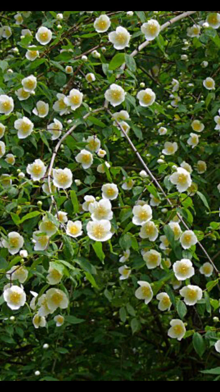 Scentless Mock Orange Cuttings 6-8" Long Philadelphus Inodorus - 3 Healthy Plant Cuttings for Gardening