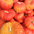 Cinderella Pumpkin Seeds 10 Ct Rouge Vif D'Etampes NON-GMO - Heirloom Vegetable Seeds for Home Gardening