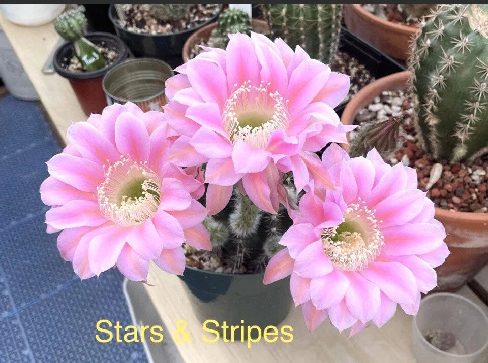 Echinopsis Johnson Hybrids Stars & Stripes Cactus Succulent - ONE Rooted Pup Plant