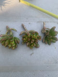 Crassula Ovata Gollum Compact Cuttings, 3 Live Cuttings, Ogres Ear, Hobbit Succulent, Jade Plant