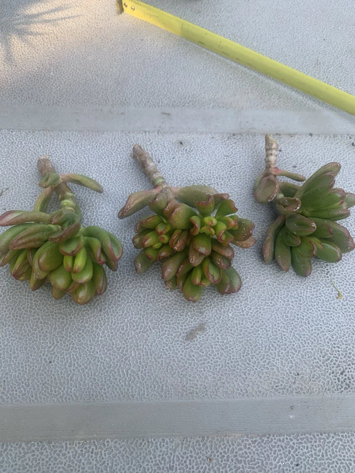 Crassula Ovata Gollum Compact Cuttings, 3 Live Cuttings, Ogres Ear, Hobbit Succulent, Jade Plant